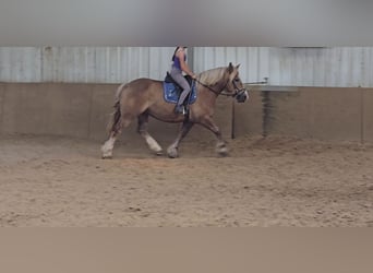 Polish Coldblood, Mare, 6 years, 15,1 hh, Chestnut-Red