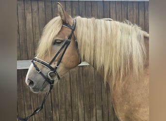 Polish Coldblood, Mare, 6 years, 15,1 hh, Chestnut-Red