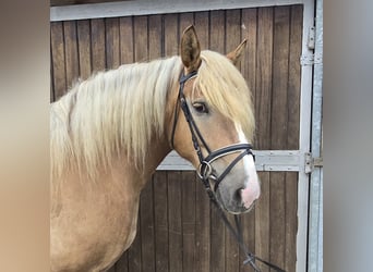 Polish Coldblood, Mare, 6 years, 15,1 hh, Chestnut-Red