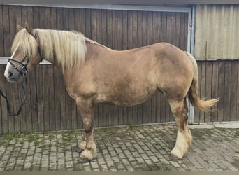 Polish Coldblood, Mare, 6 years, 15,1 hh, Chestnut-Red