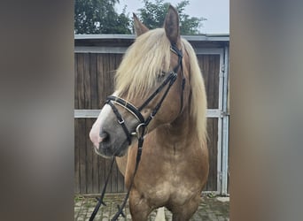 Polish Coldblood, Mare, 6 years, 15,1 hh, Chestnut-Red