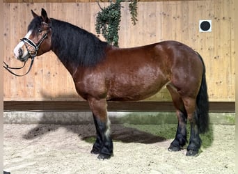 Polish Coldblood, Mare, 6 years, 15,2 hh, Brown