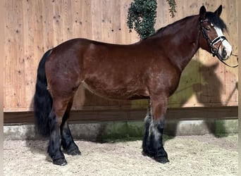 Polish Coldblood, Mare, 6 years, 15,2 hh, Brown