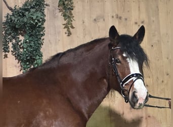 Polish Coldblood, Mare, 6 years, 15,2 hh, Brown