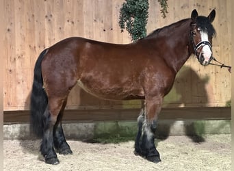 Polish Coldblood, Mare, 6 years, 15,2 hh, Brown