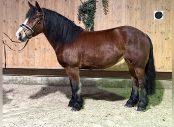 Polish Coldblood, Mare, 6 years, 15,2 hh, Brown