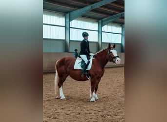 Polish Coldblood, Mare, 6 years, 15.2 hh, Chestnut-Red