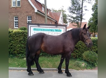 Polish Coldblood, Mare, 6 years, 15,3 hh, Brown