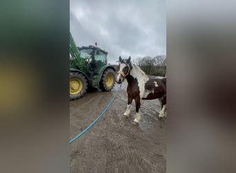 Polish Coldblood Mix, Mare, 6 years, 15 hh, Pinto