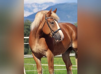 Polish Coldblood, Mare, 6 years, 15,1 hh, Chestnut-Red