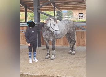 Polish Coldblood, Mare, 6 years, 15,3 hh, Grey-Dapple