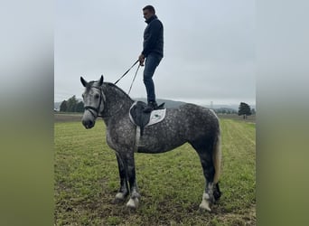 Polish Coldblood, Mare, 6 years, 16 hh, Grey-Dapple