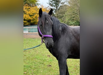 Polish Coldblood, Mare, 6 years, 16 hh