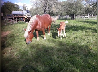 Polish Coldblood, Mare, 7 years, 14.1 hh, Chestnut-Red