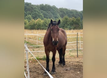 Polish Coldblood, Mare, 7 years, 15.2 hh, Brown
