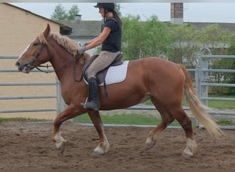 Polish Coldblood, Mare, 7 years, 15.2 hh, Chestnut