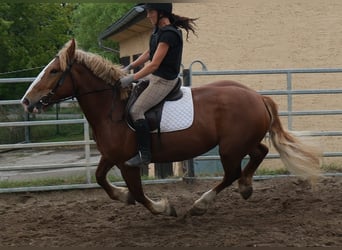 Polish Coldblood, Mare, 7 years, 15.2 hh, Chestnut-Red