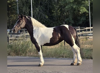 Polish Coldblood, Mare, 7 years, 15.2 hh, Pinto