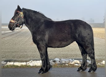Polish Coldblood, Mare, 7 years, 15,2 hh, Black