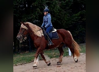 Polish Coldblood, Mare, 7 years, 16.1 hh, Chestnut-Red