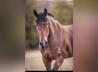 Polish Coldblood, Mare, 7 years, 16 hh, Brown