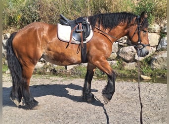 Polish Coldblood, Mare, 7 years, 16 hh, Brown