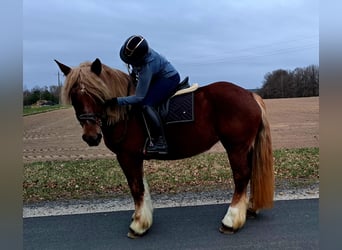Polish Coldblood, Mare, 7 years, 16 hh, Chestnut-Red