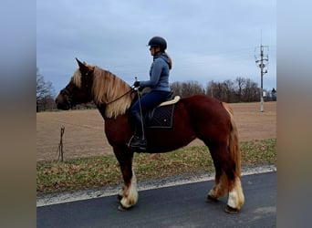 Polish Coldblood, Mare, 7 years, 16 hh, Chestnut-Red