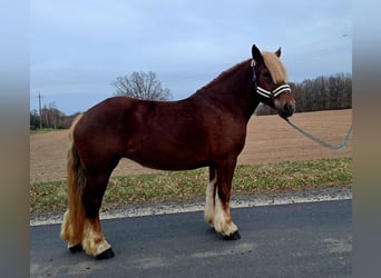Polish Coldblood, Mare, 7 years, 16,1 hh, Chestnut-Red