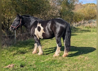Polish Coldblood Mix, Mare, 8 years, 15.1 hh, Pinto