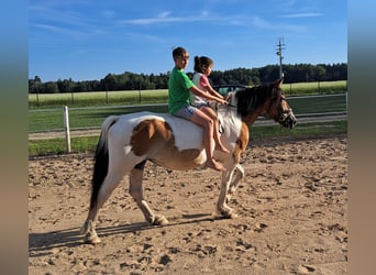 Polish Coldblood, Mare, 8 years, 15,1 hh, Pinto