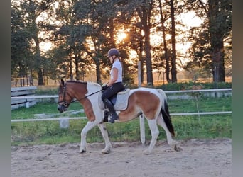 Polish Coldblood, Mare, 8 years, 15,1 hh, Pinto