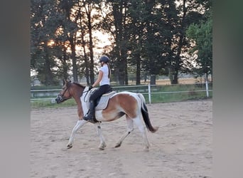 Polish Coldblood, Mare, 8 years, 15,1 hh, Pinto