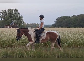 Polish Coldblood, Mare, 8 years, 15,1 hh, Pinto