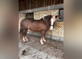 Polnisches Kaltblut, Stute, 8 Jahre, 15,2 hh, Rotbrauner