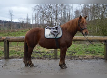 Polish Coldblood, Mare, 9 years, 15.1 hh, Chestnut-Red