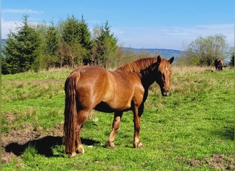 Polish Coldblood, Mare, 9 years, 15.1 hh, Chestnut-Red