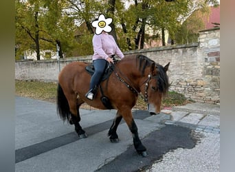 Polish Coldblood, Mare, 9 years, 15,2 hh, Brown