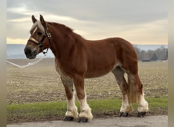 Polish Coldblood, Mare, 9 years, 16 hh, Chestnut-Red