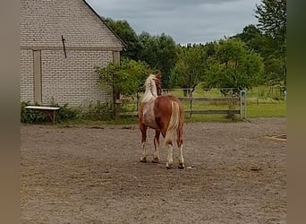 Polish Coldblood, Stallion, 1 year