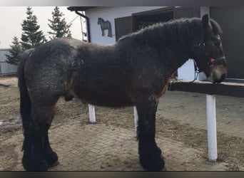 Polish Coldblood, Stallion, 2 years, 15,1 hh, Roan-Bay