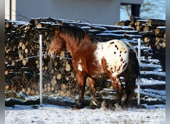 Polish Coldblood, Stallion, 2 years, 15.2 hh, Leopard-Piebald