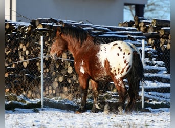 Polish Coldblood, Stallion, 3 years, 15.2 hh, Leopard-Piebald