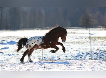 Polish Coldblood, Stallion, 3 years, 15.2 hh, Leopard-Piebald