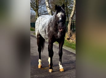Polish Coldblood, Stallion, 3 years, 16 hh, Leopard-Piebald