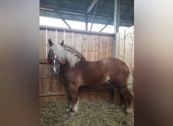 Polish Coldblood, Stallion, 7 years, 16 hh, Chestnut-Red