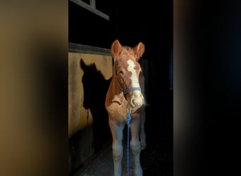 Polish Coldblood, Stallion, Foal (09/2025), 15.2 hh, Chestnut-Red