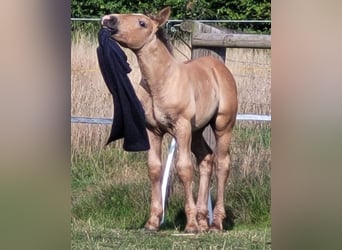 Polish Coldblood, Stallion, Foal (06/2025), 15,1 hh, Chestnut-Red