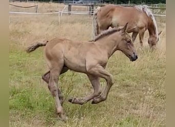 Polish Coldblood, Stallion, Foal (06/2025), 15,2 hh, Dun