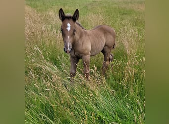 Polish Coldblood, Stallion, , 15,2 hh, Dun